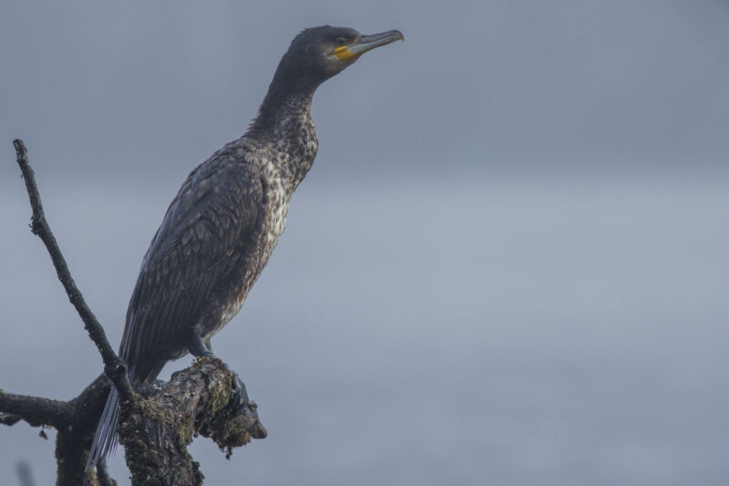 Grand Cormoran par temps brumeux